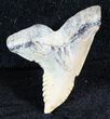 Large, Hemipristis Shark Tooth Fossil - Virginia #50033-1